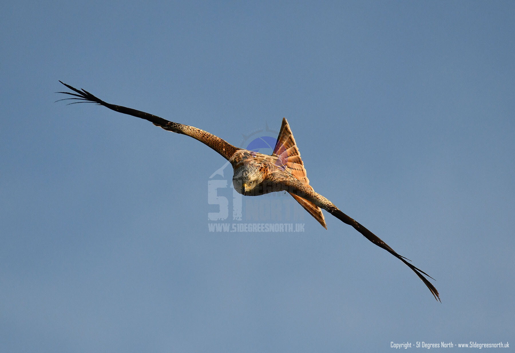 Red Kite, Gloucestershire